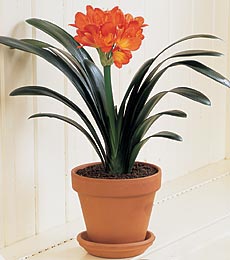 clivia